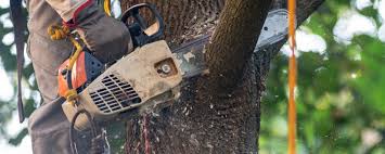 How Our Tree Care Process Works  in  Fairless Hills, PA