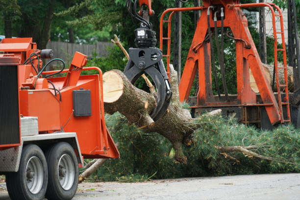 Professional  Tree Services in Fairless Hills, PA